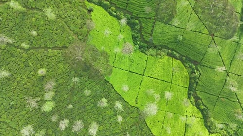 Drone footage of scenic tea plantations with rolling hills covered in green tea bushes.