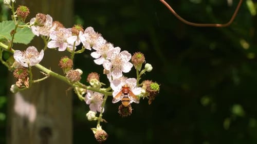 Hoverfly on Blackberry Blossom in Summer Sunlight