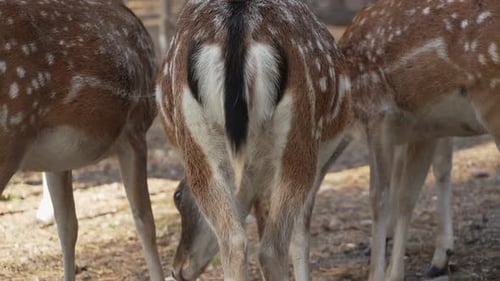 Anus Whitetail spotted young deer grazing in the autumn forest slow motion. Young true deer