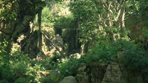 A Lush Green Forest Filled with Lots of Trees