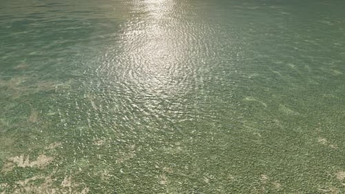 Sunlight Reflections on Clear Shallow Water with Green Seaweed