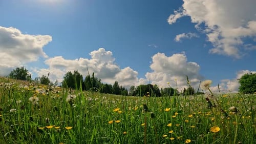 Slowly moving clouds above meadow with blooming flowers, static view