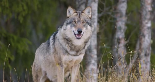 Closeup of Large Male Grey Wolf in the Forest Standing and Walk Away
