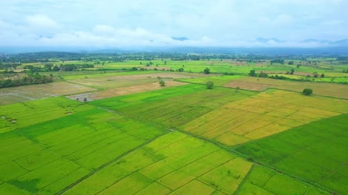 Aerial view of agriculture in rice fields for cultivation