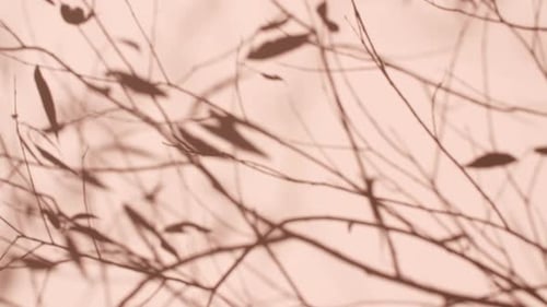 Transparent Soft Light and Shadows From Branches Plant Foliage and Leaves Sun and Shadows Gray