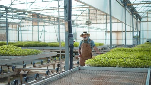 Man Checks Plants Growing in Greenhouse