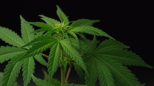 Cannabis plants growing in an indoor farm.