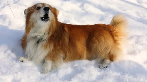 Corgi Fluffy Dog Winter Walk 5