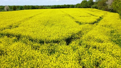 Rapeseed yellow field at low altitude. Aerial backward