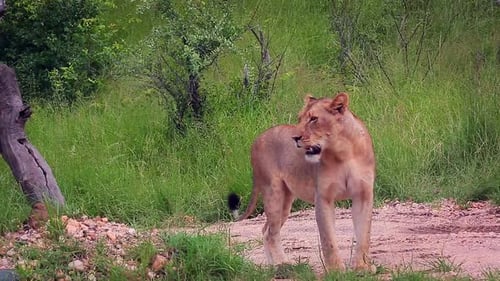 African lion in Greater Kruger National park, South Africa