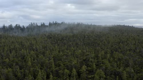 Misty Conifer Forest At Tofino Coast Nature Park In Vancouver Island, Canada. Aerial Drone Shot