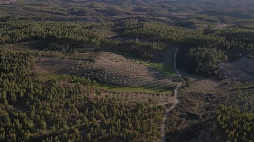 4K-Luftbild einer neuen Plantage von Olivenbäumen in der portugiesischen Landschaft, Drohne im Flug