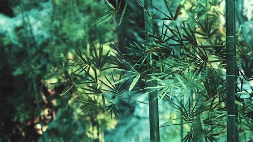 A Close Up of a Bamboo Plant with Lots of Leaves