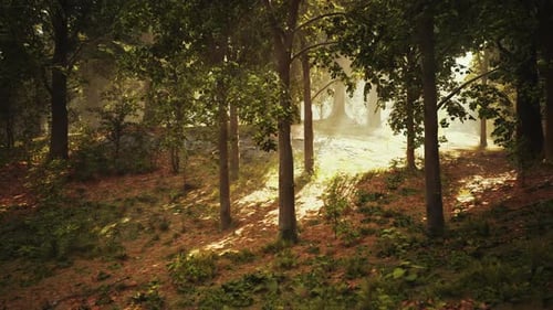 The Sun Shines Through the Trees in the Forest