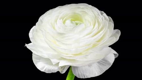 Macro Shot of White Flower on Black Background