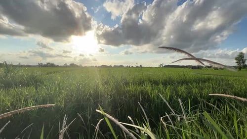 the wind blows the weeds near the rice fields under the beautiful sky
