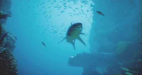 Majestic Shark Gliding Through Clear Ocean Waters Near a Rocky Formation