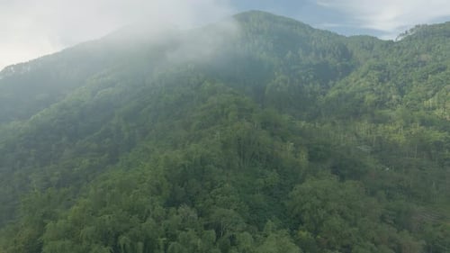 Dramatic drone shot of rainforest on the hill in misty morning. 4K aerial view. Nature landscape of