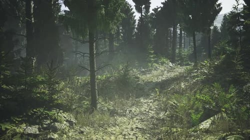 Ethereal Conifer Trail Illuminated By Fog and Casting Long Shadows