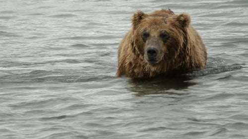 Brown Bear in River