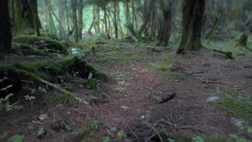 Camera tracks through dark forest woodland landscape