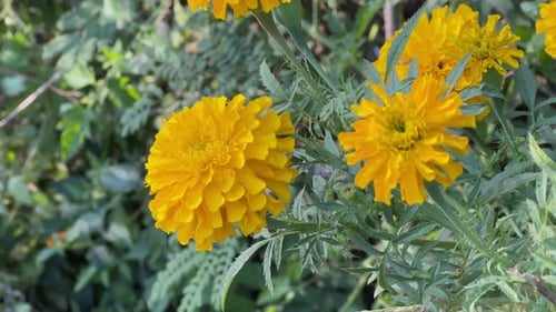 Gelbe Marry Gold-Blumen