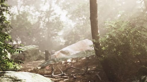 Lush Misty Forest Path with Sun Rays