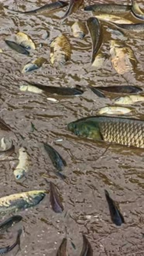 Vertical Aerial Close-ups, Freshwater Pollution, Carp Fish Survival