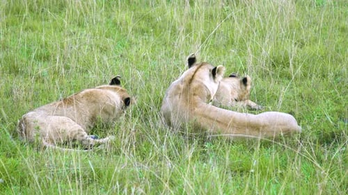 Two Adult Lionesses Lying Down in Tall Green Grass of the Savanna Masai Mara National Reserve Kenya