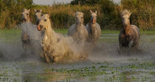Camargue-Pferd, Herde, die durch den Sumpf trabt oder galoppiert, Saintes Marie de la Mer in der Camargue