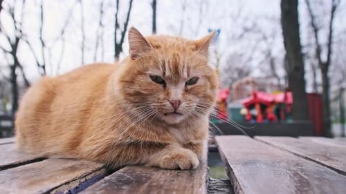 Gros plan d'un chat roux errant allongé sur une table dans le parc