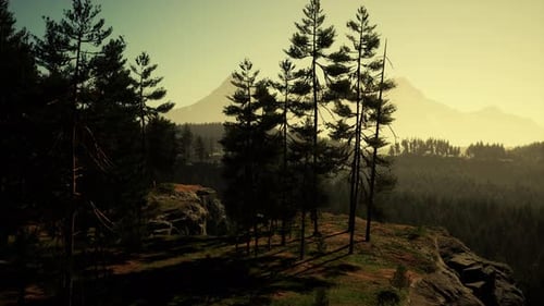Misty Mountain Forest Landscape in the Morning