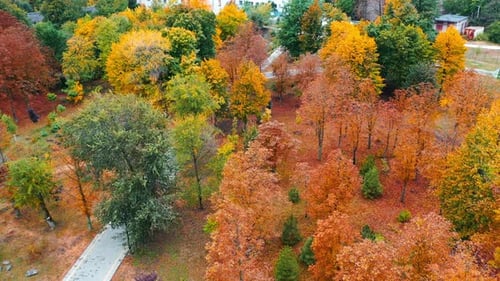 Beautiful multi-colored trees in the city park in autumn. Multi-storied buildings at backdrop.