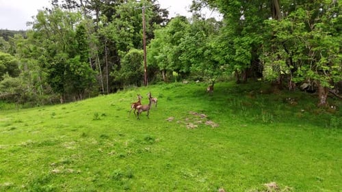 Drone shot of a herd of female deer (also called does or hinds) in the forest