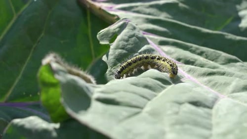 Close up on two large white larvae also called as cabbage white caterpillar (pieris-brassicae) feast