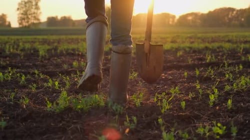 Junger männlicher Landwirt in Gummistiefeln mit Schaufel auf einem Bio-Gemüseanbaufeld in
