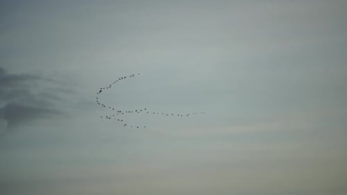 Flock of Migratory Birds