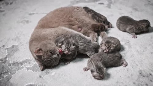 Mother Cat Resting With Adorable Newborn Kittens