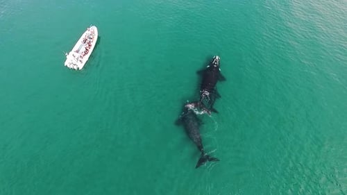 Excursion d'observation des baleines dans la péninsule de Valdes, en Patagonie, Argentine, Drone, birdeye
