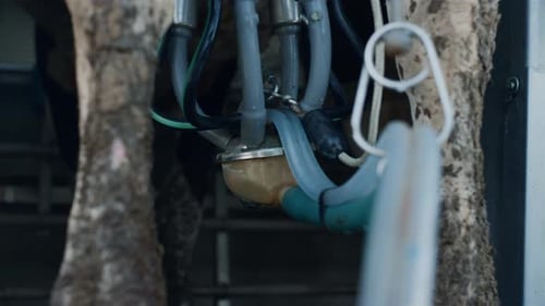 Technologie moderne de pompe à lait dans une ferme laitière Gros plan