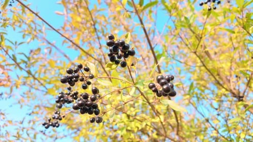 Arbuste de jardin de baies de troène communes un jour d'automne
