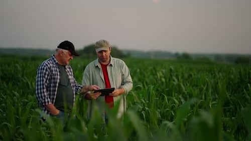 Farmers Discussing Crops in Sunny Cornfield