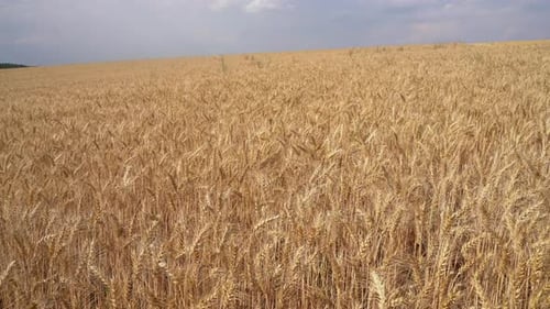 Beautiful view of field of ears. Landscape of wheat ears in summer field