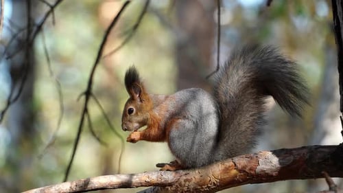 Close-up profile view of a red squirrel gnawing a nut on a branch.