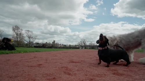 A wag, lots of barks, a playful lark — dogs racing through the park