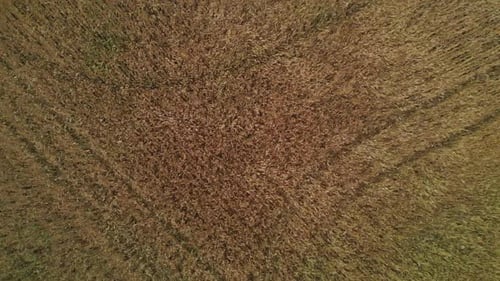 Aerial shot of grain field in the wind.