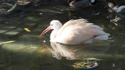 Young Scarlet ibis (Eudocimus ruber) in the water