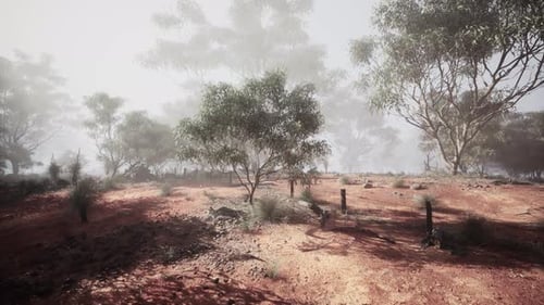 Treedotted Dirt Field in Australian Bush