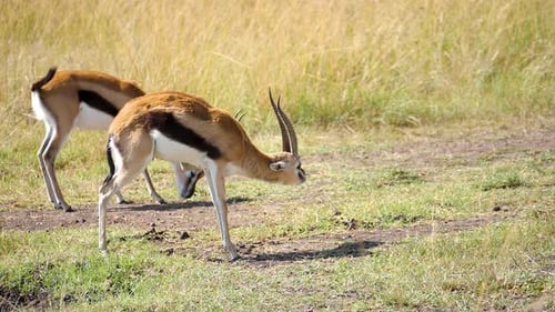 Thomson's gazelle antelopes grazing on the Masai Mara in Kenya , filmed in slow motion during late a