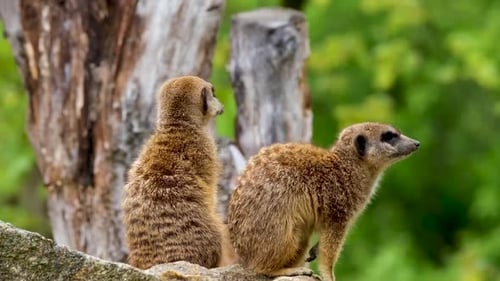Two Alert Meerkats Standing Together in Natural Habitat